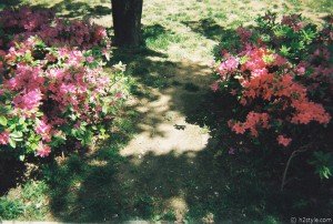 disposable camera project
