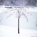 WinterStory_0004