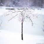 WinterStory_0004